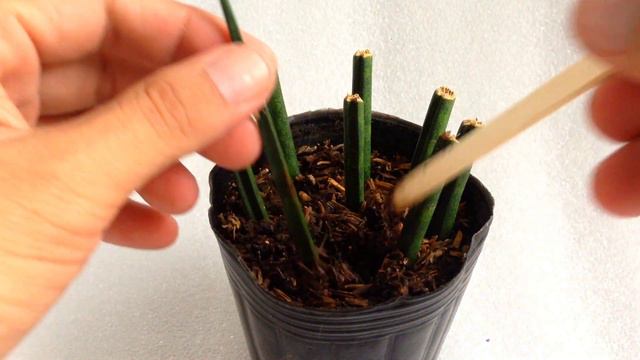 SUCCULENT PROPAGATION | SANSEVIERIA - make many PUPS from a single LEAF смотреть онлайн