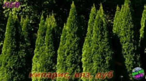 КАКОЕ ТЫ ДЕРЕВО ПО ЗНАКУ ЗОДИАКА