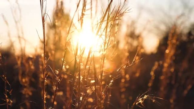 Звуки Природы - Вечернее поле, Шелест Травы, Звук сверчков, 3 часа Релакса смотреть онлайн