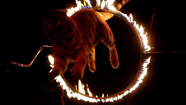 Бенгальские тигры - цирк смотреть онлайн