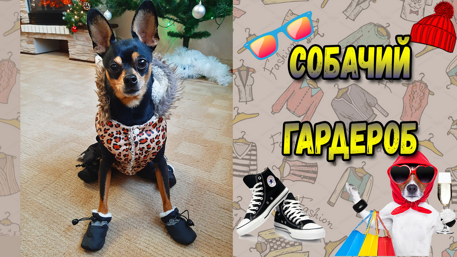 Реакция русского тоя на одежду или что носит той терьер смотреть онлайн