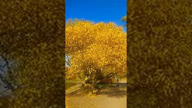 Осенняя грусть. автор исполнитель Эдуард Данилов. стихи Наталья Золотова смотреть онлайн