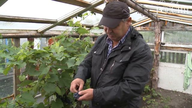 Молдавский урожай смотреть онлайн