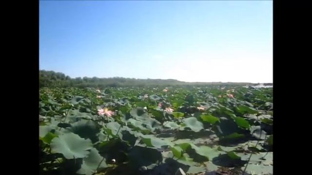 Лотосовые поля смотреть онлайн