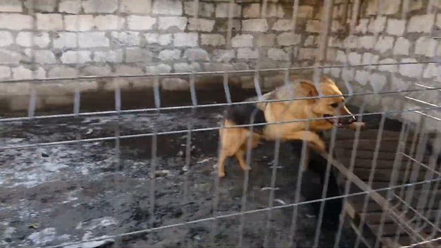 немецкая овчарка смотреть онлайн