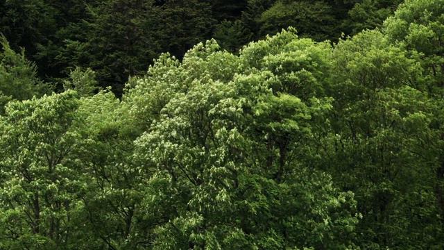 Into Great Silence - A Film in Three Minutes смотреть онлайн