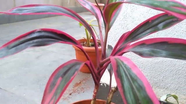 Indoor Plants Dracaena Cordyline смотреть онлайн