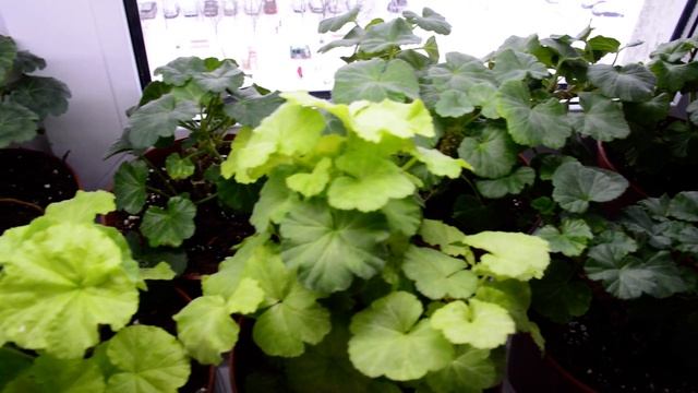 Мое окно с миниатюрными сортами и крепление для лампы. В гостях у ЭльФ смотреть онлайн