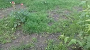 Показываю как садить ГАЗОН без подготовки почвы и чем обработать его от сорняков.