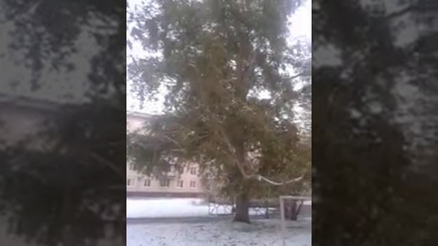 2016 10 17 зелёные деревья зимой смотреть онлайн