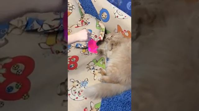 ЗАБАВНЫЕ ДОМАШНИЕ ЖИВОТНЫЕ. КАК КОТЫ РЕАГИРУЮТ НА ДЕТСКИЕ ИГРУШКИ.