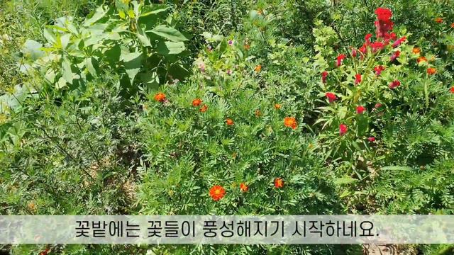 가을이 시작되었네요 / 꽃범의꼬리, 맨드라미, 옥잠화, 버들마편초 / 부추계란장 смотреть онлайн