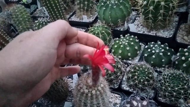 Цереус расцвел.Черенкую клейстокактус.Лобивия.Семена кактусов.Kakteen.