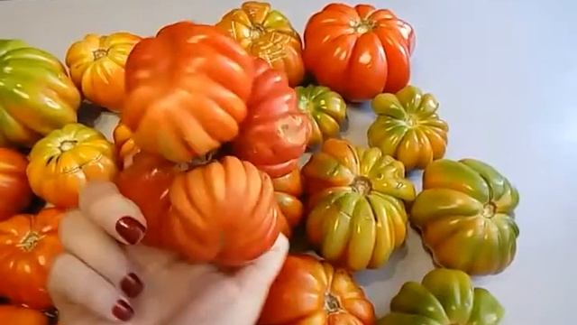 Ребристый помидор 2016! смотреть онлайн