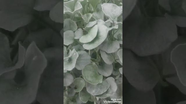 Дихондра- серебристый водопад смотреть онлайн