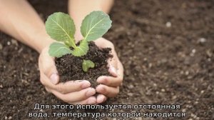 Плохо растет рассада капусты: что делать