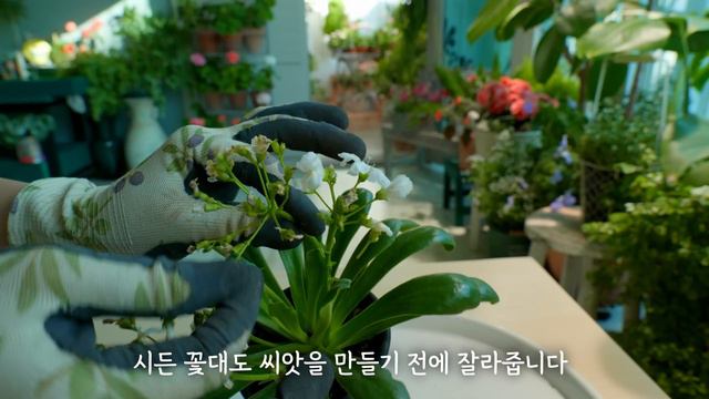 [4K]너무 예뻐서 눈물이 나는 꽃/ 레위시아 키우기/ 풍성한 꽃을 보기 위한 관리 방법 смотреть онлайн