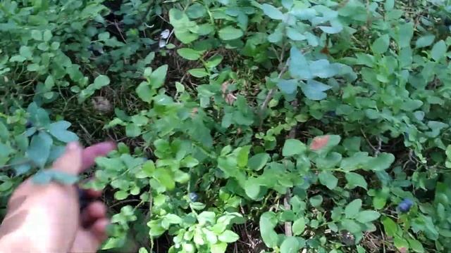 Поездка за черникой. Очень большая черника. смотреть онлайн