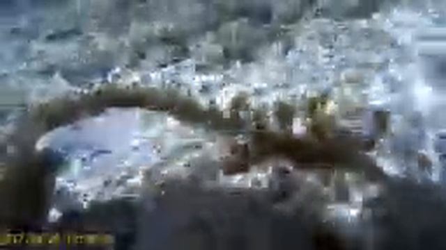 Видеоклип №4, Фауна прибрежья Красного моря, Шарм-Эль-Шейх смотреть онлайн