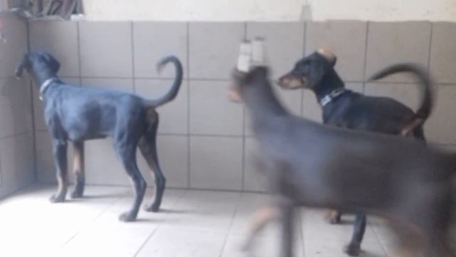 Дора ЛС, Кали и Роза Черный Шоколад 2 смотреть онлайн