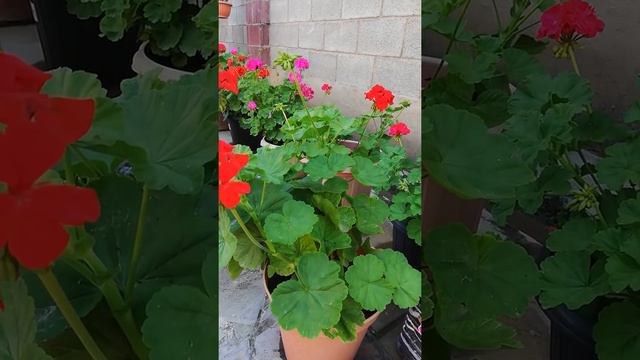 Герань гүлдеріне тыңайтқыш беруді бастаймыз смотреть онлайн
