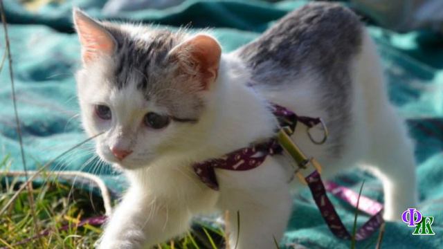 Врачи твердили, что больной котёнок долго не протянет… смотреть онлайн