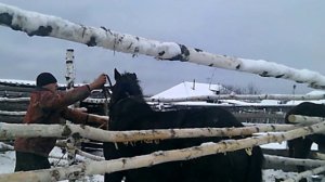 ловим лошадь.часть 2