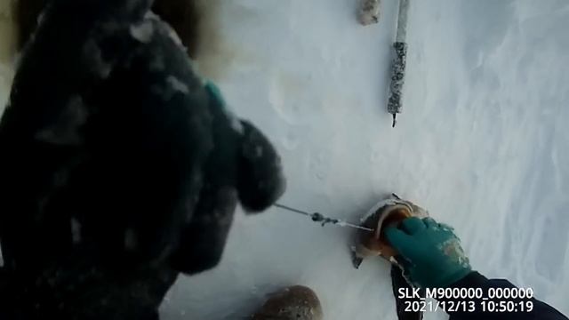 Проверка крючков на налима 13 12 2021 смотреть онлайн