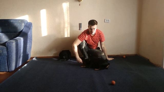 КАК ДРЕССИРОВАТЬ ЦВЕРГПИНЧЕРА |ПЕРВАЯ ТРЕНИРОВКА ЦВЕРГПИНЧЕРА |ДРЕССИРОВКА СОБАК |ПОРОДА ЦВЕРГПИНЧЕ смотреть онлайн