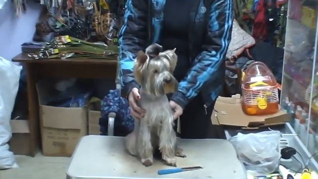 Стрижка йоркширского терьера. ДЕВЧУЛЯ СИМПАТУЛЯ!!! / стрижка собак смотреть онлайн