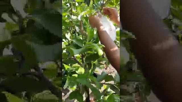 Plucking guava in my terrace garden. смотреть онлайн
