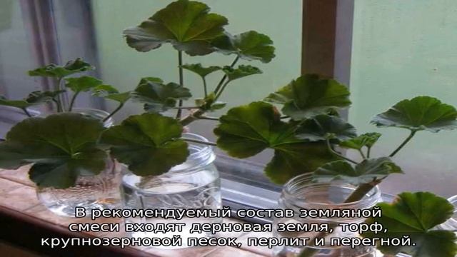 Пеларгония Denise