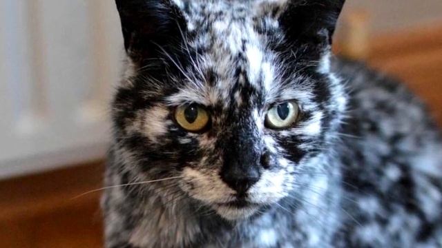 Мужчина купил кота с пигментацией за 1500 долларов, через месяц кот кардинально изменился смотреть онлайн