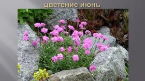 Многолетники в саду