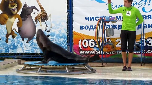 Морской котик танцует брейк данс))) смотреть онлайн