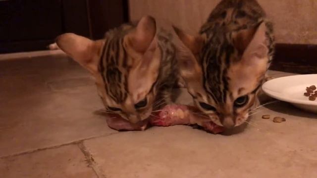 Бенгальские котята первый раз пробуют сырое мясо (шеи цыплят) смотреть онлайн