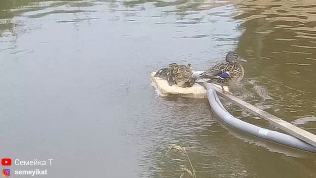 Утка с крошечными утятами в нашем пруду на участке ночуют на поплавке компрессора ?. Пруд на даче смотреть онлайн