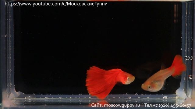 MOSCOW RED GUPPY / МОСКОВСКАЯ АЛАЯ ГУППИ смотреть онлайн