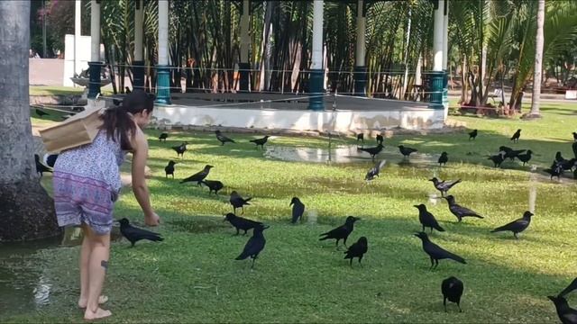 Bangkok. Центральный парк Лумпини. район Сиам. ночная улица Патпонг. смотреть онлайн