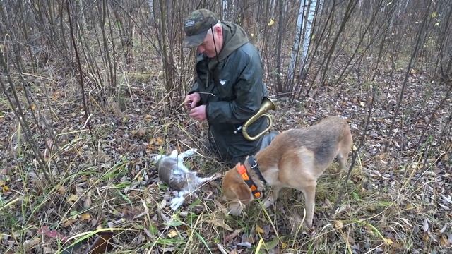 Охота на зайца с Русской гончей. Вот это я понимаю открытие. смотреть онлайн