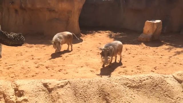 Бородавочник смотреть онлайн