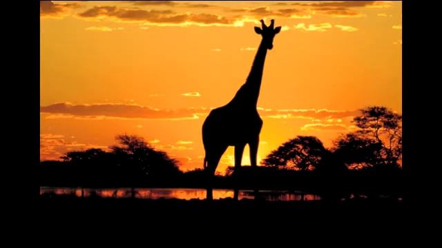 Waka Waka by Shakira music video смотреть онлайн