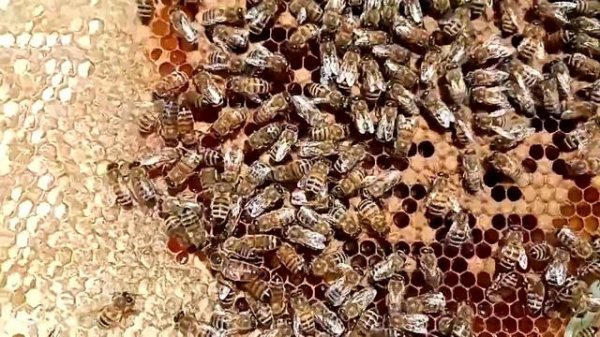 Отзыв пчеловода о Пробиоксе для пчёл