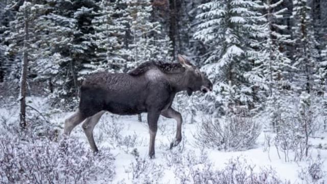КРУТОЙ СТИХ "ДЕПУТАТ ХОЛУЕВ". смотреть онлайн