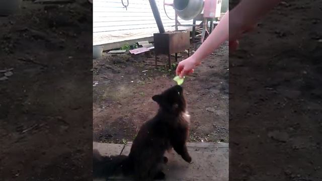 Кот любящий овощи смотреть онлайн