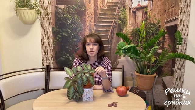 Эписция Уход и размножение смотреть онлайн