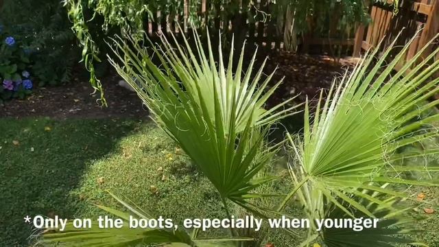 Mexican Fan Palm (Washingtonia robusta) смотреть онлайн