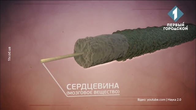 Медична довідка: Волосся смотреть онлайн
