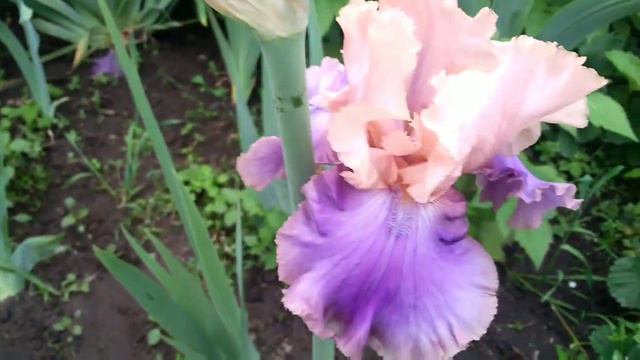 А ВЫ СЛЫШАЛИ ПРО ФРОРЕНТИЙСКИЙ ШЕЛК (FLORENTINE SILK) ? 🤩, ЕСЛИ НЕТ, ТО Я ВАС ПОЗНАКОМЛЮ! смотреть онлайн