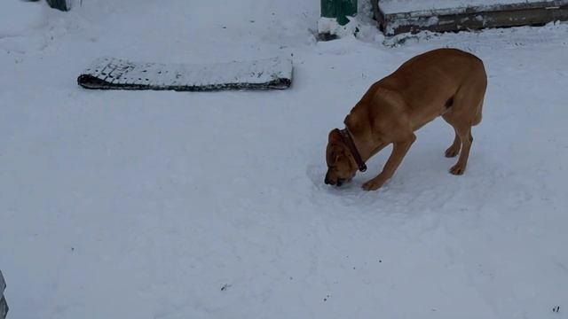 #Метис Шарпея# живет на даче смотреть онлайн